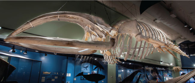 Hall of Great Whales
